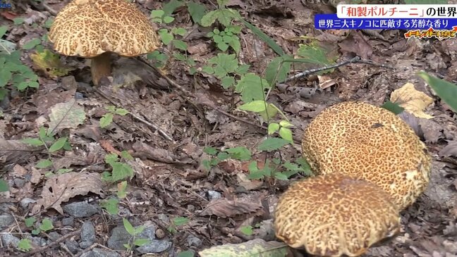 山林の中だけではなく街中でも採れる？和製ポルチーニに迫る！そのお味は？　岩手・八幡平市|TBS NEWS DIG