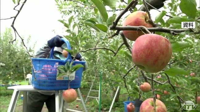 初の2年連続で40万トン割れ　2024年産の青森県産リンゴの収穫量“過去3番目の少なさ”に　23年の記録的な猛暑が要因か|TBS NEWS DIG