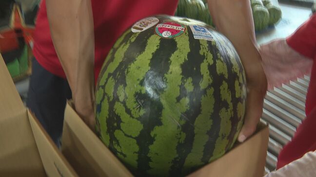 あまーい!シャキシャキ!山口県阿武町特産の「福賀すいか」初出荷|TBS NEWS DIG