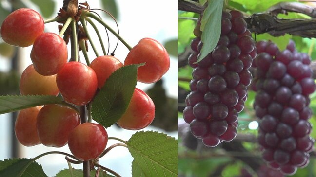 初夏の味覚を初収穫 ハウスのサクランボとブドウのデラウェア あす出荷へ 山梨|TBS NEWS DIG