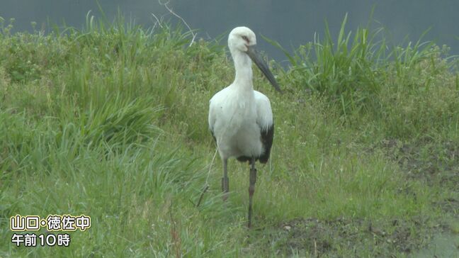 幸せを運ぶ鳥 コウノトリが飛来 田植え前の山間部に癒やし 山口|TBS NEWS DIG