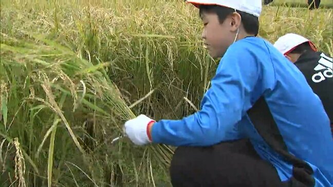 岡山後楽園の「井田」で小学5年生120人が稲刈り体験 立派に実ったもち米の稲を収穫|TBS NEWS DIG