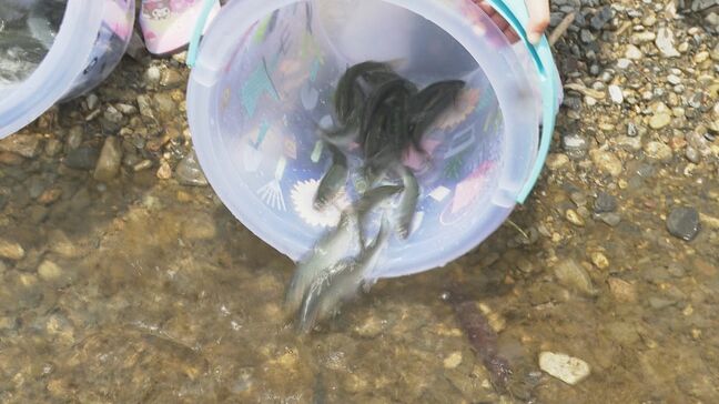 アユ漁安全祈願祭で園児がアユ放流「大きくな～れ！」　山口・周南|TBS NEWS DIG