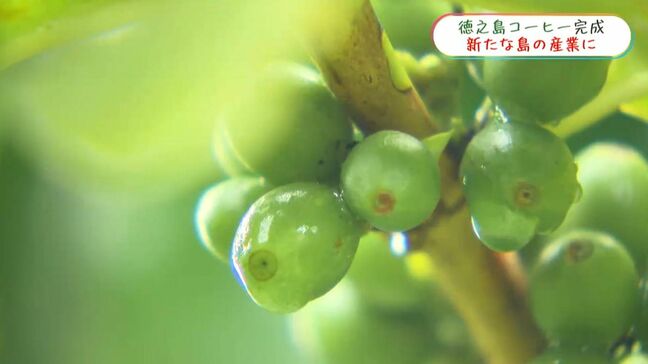 「ふるさと新時代」1杯300円を1700個販売 商品化まで42年 徳之島コーヒーへの思い|TBS NEWS DIG