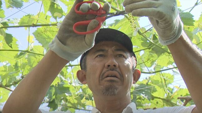 「急激な高温がなければいいな」連日の暑さで生育が早まる 複数の果物を栽培する農家は異例の対応 山梨|TBS NEWS DIG