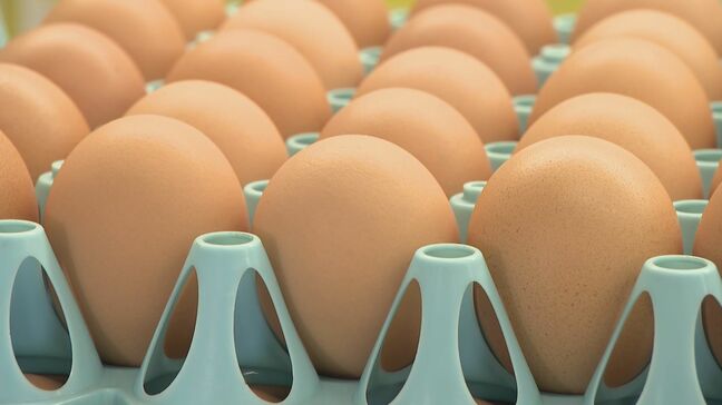 卵の価格“エッグショック”時を上回り最高値更新 鳥インフルエンザ・エサ代高騰…養鶏場の不安尽きず 「相場は高止まりするのではないか」|TBS NEWS DIG