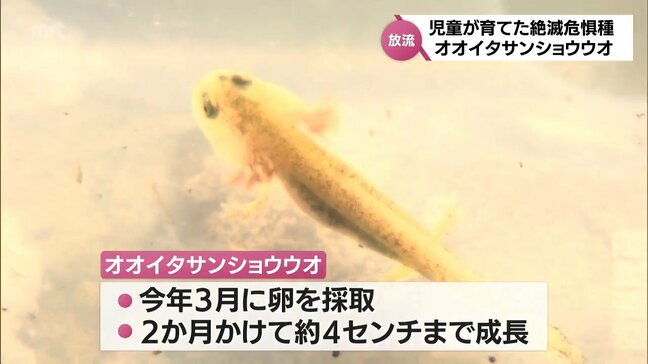 宮崎市の小学校で絶滅危惧種「オオイタサンショウウオ」の放流　児童たちが卵から育てる|TBS NEWS DIG