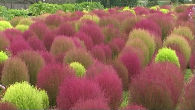 「こんなに美しいとは」「3週連続来ています」道の駅でコキアが見ごろ 熊本県南阿蘇村|TBS NEWS DIG