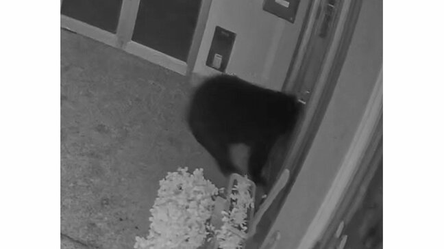 【動画】クマがガラスに激突、昇降口をぶち破った小学校でけさもクマの足あと…市が注意を呼びかけ（山形・南陽市）|TBS NEWS DIG