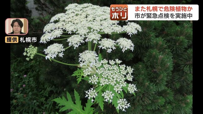 危険植物「バイカルハナウド」らしき植物の目撃相次ぎ、札幌市が緊急点検　約170キロ離れた池田町でも似た植物見つかる　在来種「オオハナウド」との違いを解説|TBS NEWS DIG