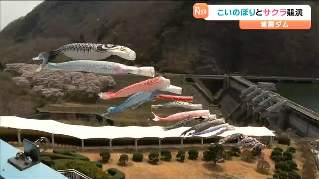 「いい時期に来られてラッキー」満開のサクラと雄大に泳ぐ40匹の“こいのぼり”今の時期だけ楽しめる絶景 宮城・川崎町 |TBS NEWS DIG