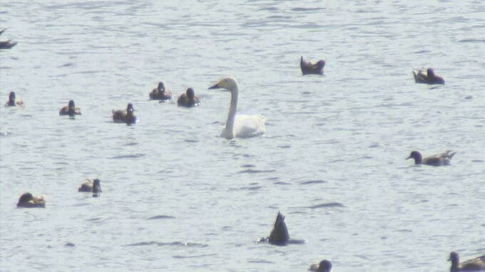 冬の訪れを告げる使者「コハクチョウ」米子水鳥公園で飛来確認　去年より１日遅い初飛来|TBS NEWS DIG