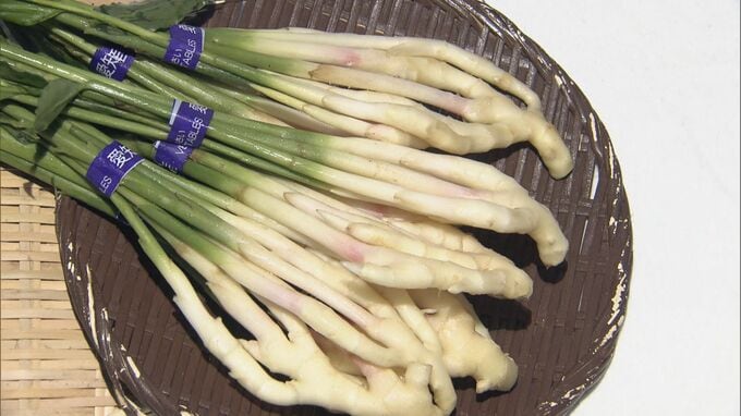 葉ショウガ収穫最盛期　鮮度の高いものを出荷するため夜明け前に作業　生のままで味噌やしょうゆにつけて食べれば夏バテ予防に　愛知・碧南市　|　名古屋・愛知・岐阜・三重のニュース【CBC news】 | CBC web