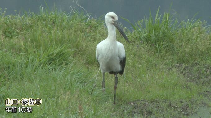 幸せを運ぶ鳥　コウノトリが飛来　田植え前の山間部に癒やし　山口　|　山口のニュース・天気・防災｜tys NEWS｜ｔｙｓテレビ山口