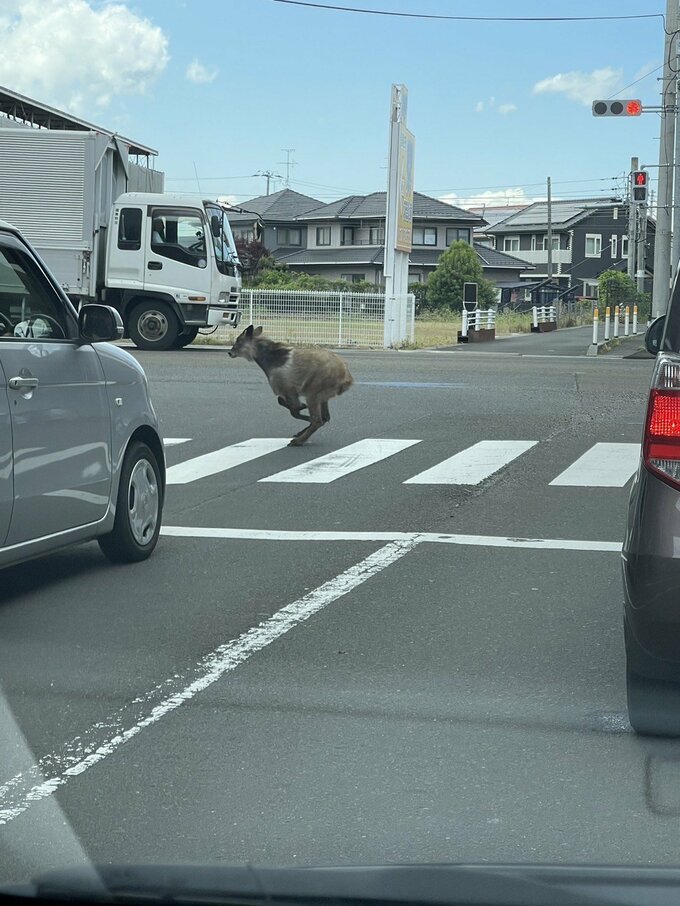 【速報】仙台市のマンション駐輪場内にカモシカ逃げ込む　保護に向け作業中　|　宮城のニュース│tbc NEWS│tbc東北放送