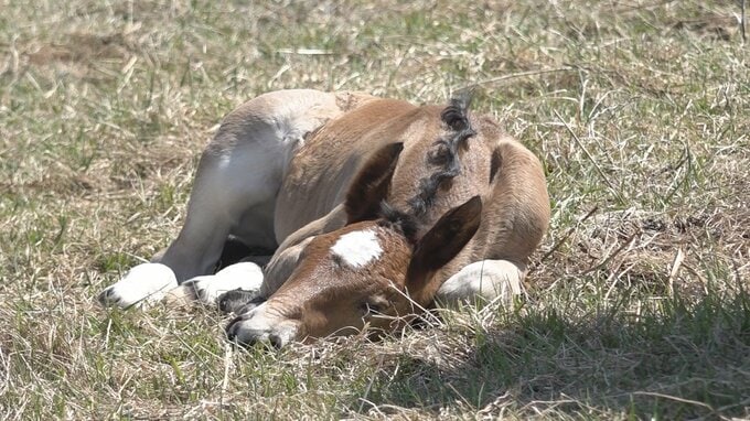 「観光客に愛されるような可愛い子馬に…」寒立馬の『子馬』が誕生　日向ぼっこや母親と一緒に走り回る　|　青森のニュース│ATV NEWS│青森テレビ