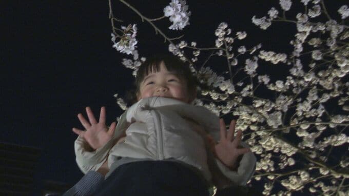 川沿い2.2キロの桜並木は圧巻！ふくい桜まつりにぎわう|TBS NEWS DIG