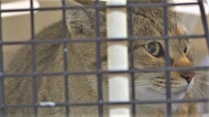 「エスカレートするのではないかと危機感」頭や骨がない子猫の皮発見で野良ネコの捕獲作戦|TBS NEWS DIG