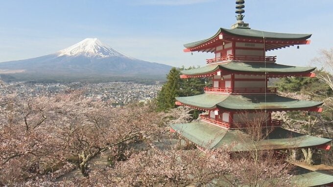 桜まつりの中止を決定　庭先での排泄行為など背景にオーバーツーリズム　コロナ禍のあと外国からの来場者が急増　山梨・富士吉田市 新倉山浅間公園　|　山梨のニュース | ＵＴＹテレビ山梨