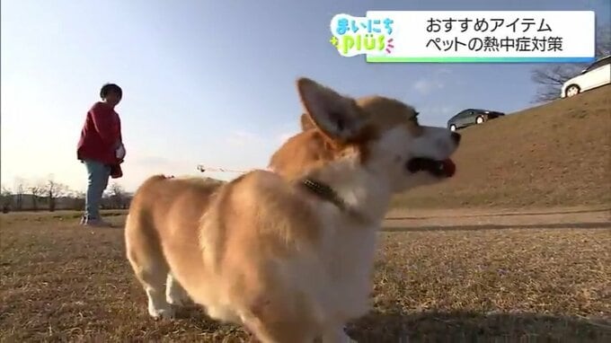 「ワンちゃんは体温が2〜3度高い」夏の熱中症から愛犬を守る対策グッズと注意点　|　MRTニュース ｜ ＭＲＴ宮崎放送