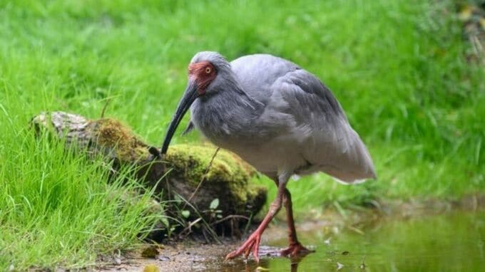 一羽のトキの死が教えてくれるもの…日中冷却化の中で|TBS NEWS DIG