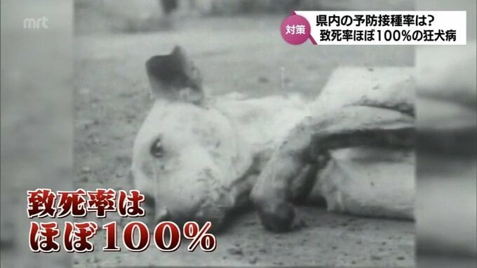 人間が発症すれば致死率は“ほぼ100%”　低下している予防接種率　狂犬病の危険性　|　MRTニュース ｜ ＭＲＴ宮崎放送
