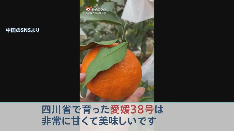 なぜ？「愛媛38号」みかんが中国で勝手に栽培 生産者怒りもカナダに
