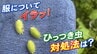 服にくっついてイラッ「ひっつき虫」の世界 対処法は？実は“あの製品”開発のヒントにもなっていた　|　宮城のニュース│tbc NEWS│tbc東北放送