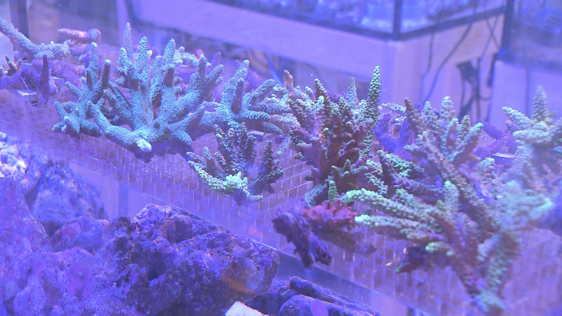 オフィスで育ったサンゴを海へ 働く人も「愛着が湧く」【つなごう沖縄