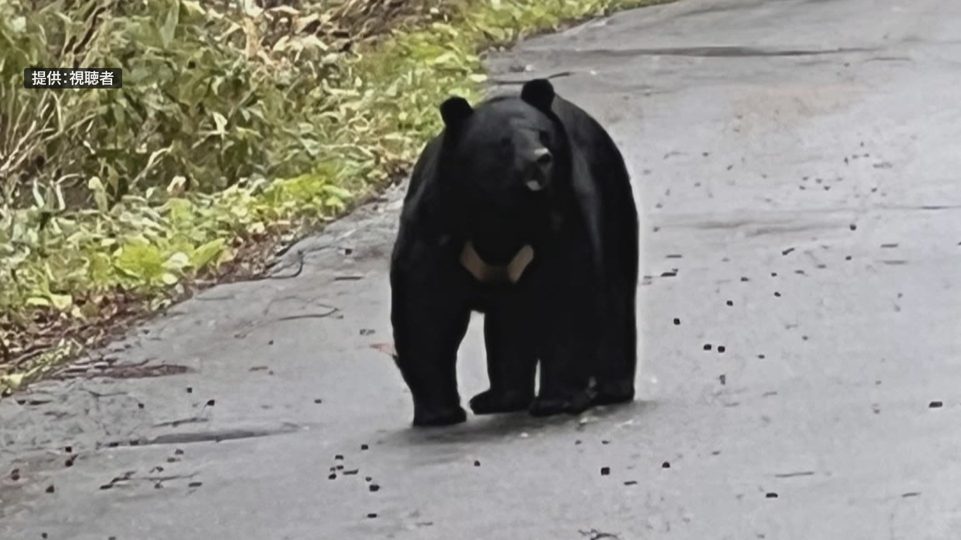 国道102号で撮影の『クマ』こちらを見つめて… すでに10件の目撃情報