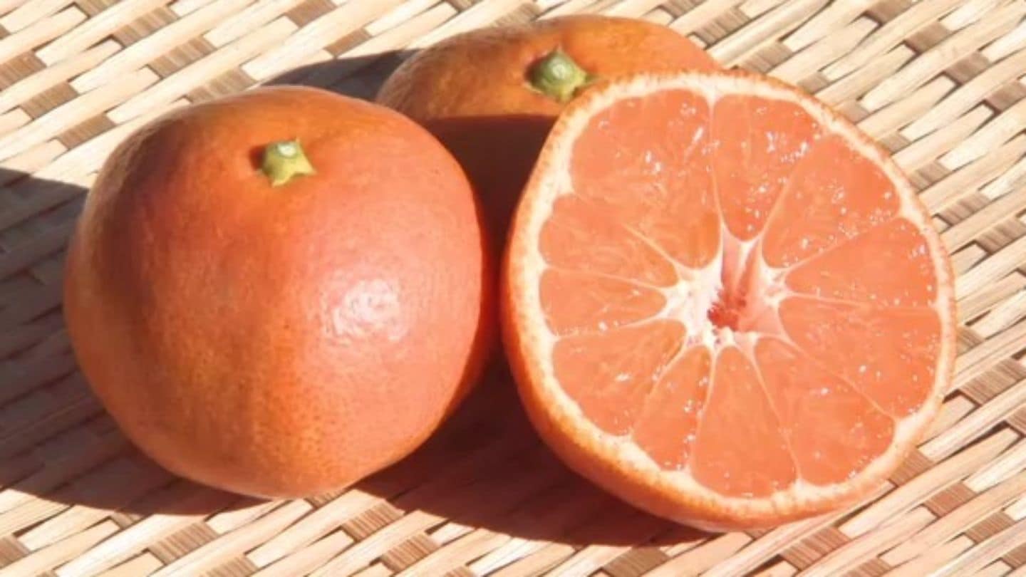 赤みがかったオレンジ色のミカン｢あかね夕焼け姫｣の収穫始まる　酸味が少なくコクのある甘みが特徴