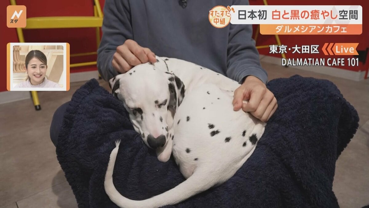 日本初のカフェが話題 ダルメシアンカフェ 101匹わんちゃんで大人気 黒