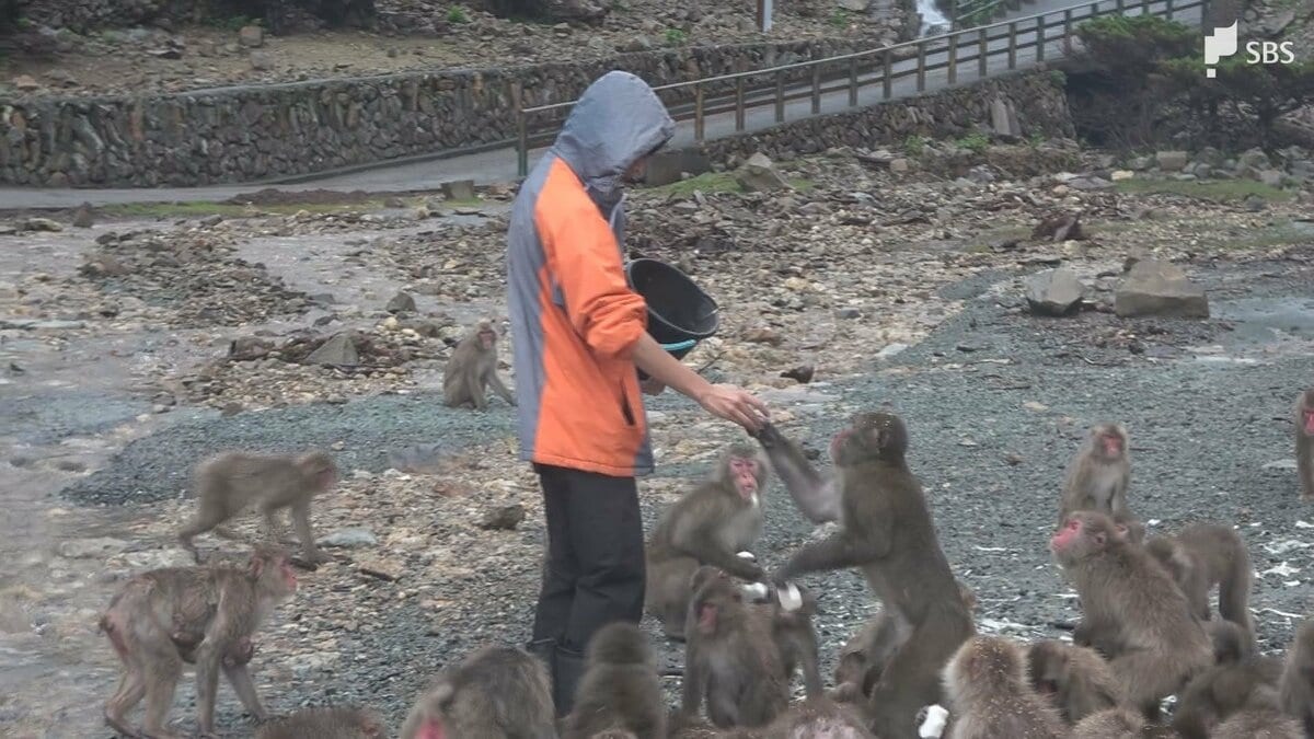 ニホンザルたちとの楽しいひと時をお過ごしください」ダブル台風の影響