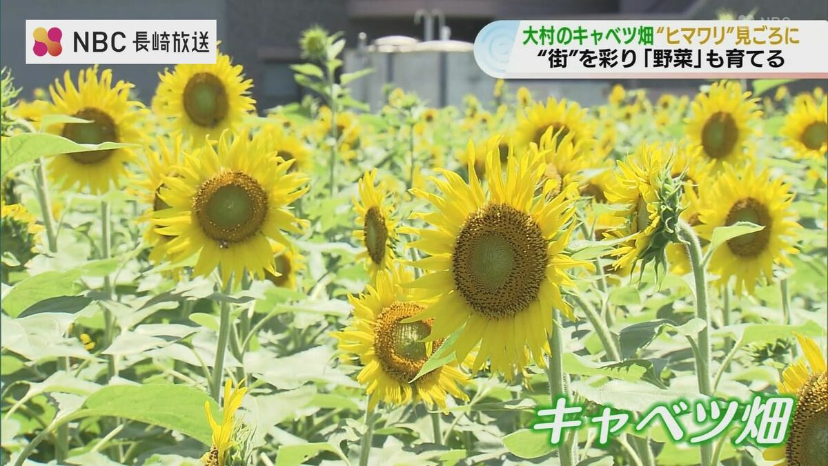 キャベツ畑にヒマワリ4万本！若手農家が復活させた“放虎原の夏の景色