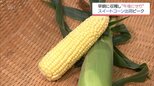 糖度が最も高くなる早朝に収穫したスイートコーンの「午後せり」が始まる　宮崎市中央卸売市場|TBS NEWS DIG
