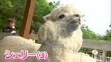 ドイツの森の人気者「アルパカのシェリーちゃん」夏を前に毛刈りで衣替え　刈った毛は重さ約2.5キロ【岡山】　|　岡山・香川のニュース | 天気 | RSK山陽放送