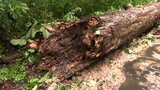 6市町に土砂災害警戒情報 岩手県内・断続的に強い雨 一関では国道342号が倒木で一時通行止め 20日午前11時|TBS NEWS DIG