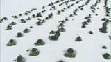 半世紀ぶり「指定野菜」追加決定の「ブロッコリー」　大雪被害で収穫量が本来の5割ほどになるおそれ…農家懸念　鳥取県・大山町　|　BSSニュース | BSS山陰放送