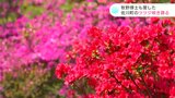 「来年も来ようね」牧野博士も愛したツツジ咲き誇る 高知・佐川町 | 高知のニュース・天気|KUTV NEWS | KUTVテレビ高知
