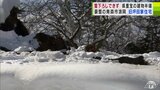 今季は屋根の雪下ろし一度もなし 県重宝の青森市浪岡「旧坪田家住宅」が雪で半壊 弘前市の国の重要文化財「高照神社」では雪下ろしボランティア担う団体から悲鳴「自分たちの力が及ぶ範囲を超えてしまっている」|TBS NEWS DIG