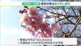 「楽しく花見していただければ」ひと足早い春の訪れ「河津桜まつり」開幕　川沿いに850本…見ごろは2月21日頃の予想＝静岡・河津町|TBS NEWS DIG