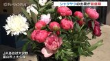 華やかさと甘い香り…富山県産シャクヤクの出荷が最盛期　5月14日の「母の日」に向けて　　|　富山のニュース｜天気・防災｜チューリップテレビ