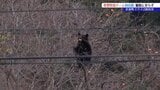 岩泉町の住宅敷地内に2日続けてクマ出没 岩手県警のクマ特別チーム初出動も駆除には至らず 岩手|TBS NEWS DIG