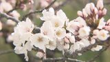 サクラ開花宣言【富山地方気象台】平年よりも1日早く去年と同じ日の開花 松川べりのサクラは…|TBS NEWS DIG