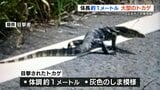 大型トカゲは『体長およそ1メートル 灰色のしま模様』 目撃者「用水路に逃げていった」 | 熊本のニュース|RKK NEWS|RKK熊本放送