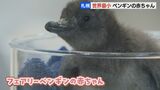 “世界最小”フェアリーペンギンの赤ちゃんすくすく　誕生時29ｇから生後15日で220ｇに成長　札幌・AOAO SAPPORO|TBS NEWS DIG