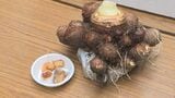 煮っころがしだけでなくナゲットも 特産のサトイモを使った料理を無料でふるまい 山口県下関市|TBS NEWS DIG