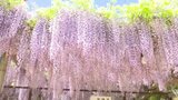 「今年は香りがすごく甘くて、もうこの辺甘い香りが充満してハチも忙しそう」禎祥寺・観音堂のフジが見頃 愛媛県・西条市 | 愛媛のニュース - Nスタえひめ|あいテレビは6チャンネル