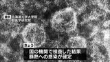 「豚熱」への感染が確定 都城市で見つかった死んだ野生のイノシシ|TBS NEWS DIG