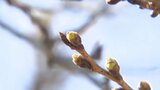 サクラの開花はいつごろ?気象台がソメイヨシノの開花観測をスタート「あと1週間以上はかかるんじゃ…」愛媛・道後公園 | 愛媛のニュース - Nスタえひめ|あいテレビは6チャンネル